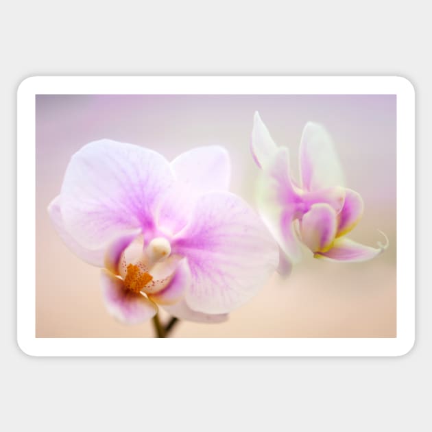 Phalaenopsis 'Sweetheart' orchid flowers (C022/6745) Sticker by SciencePhoto